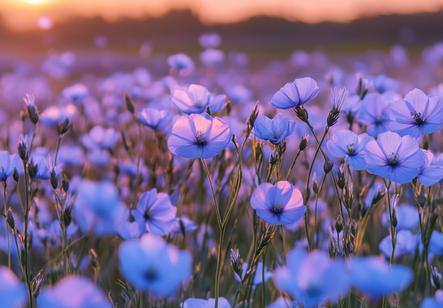 En livlig mark med blomstrende blå hørblomster badet i varmt solnedgangslys, med blød fokus i baggrunden, der skaber en drømmende, fredfyldt stemning.
